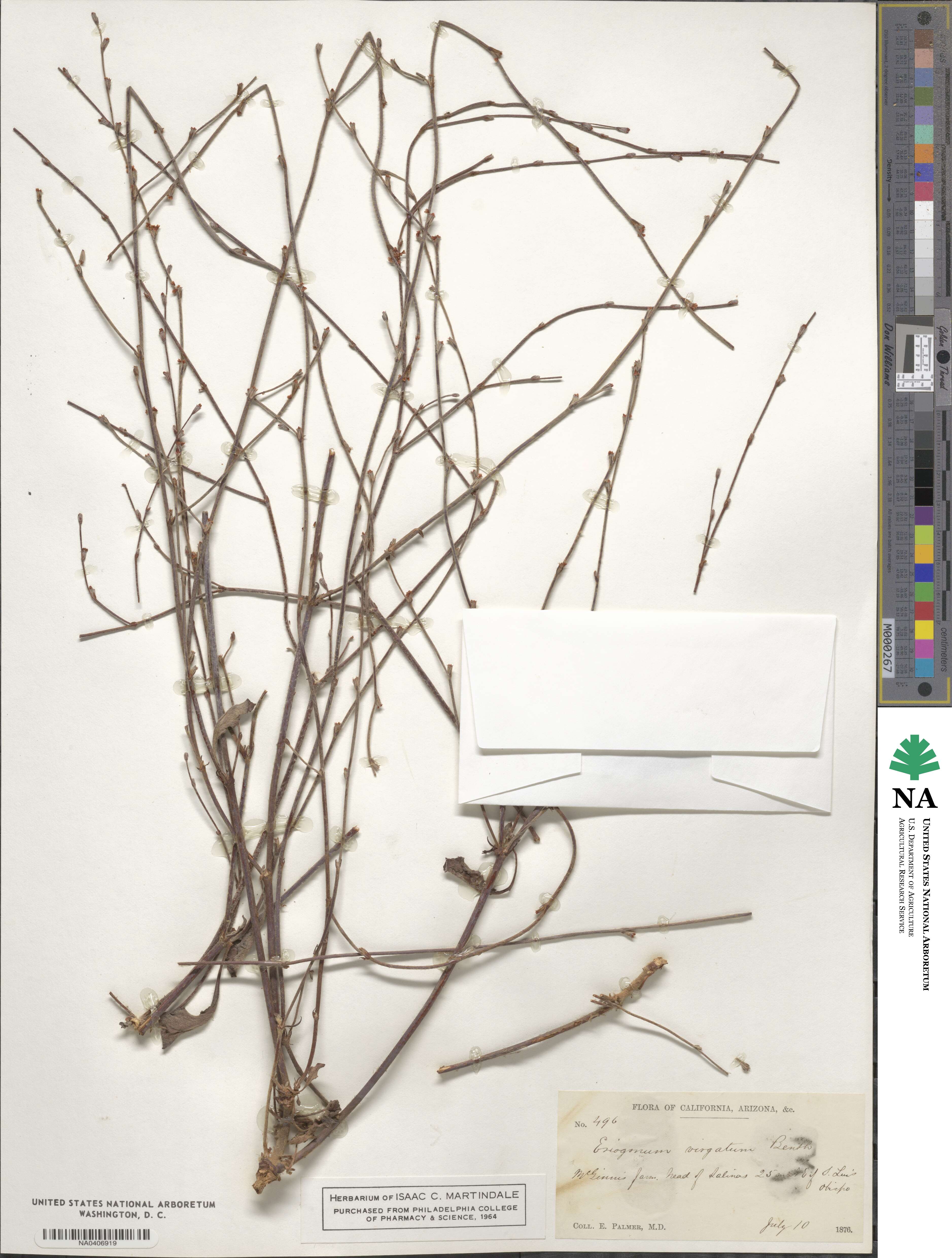 Eriogonum roseum image