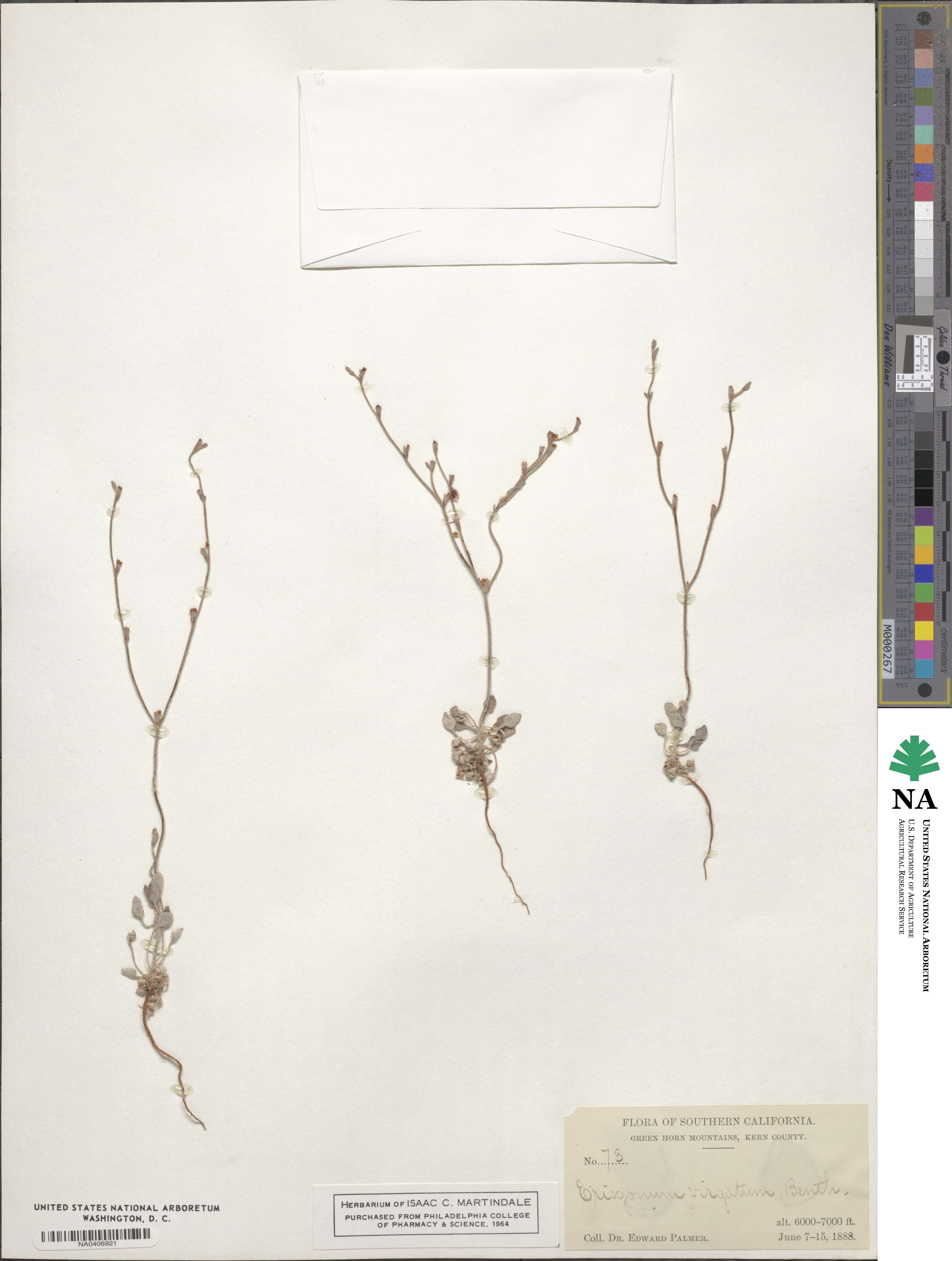 Eriogonum roseum image