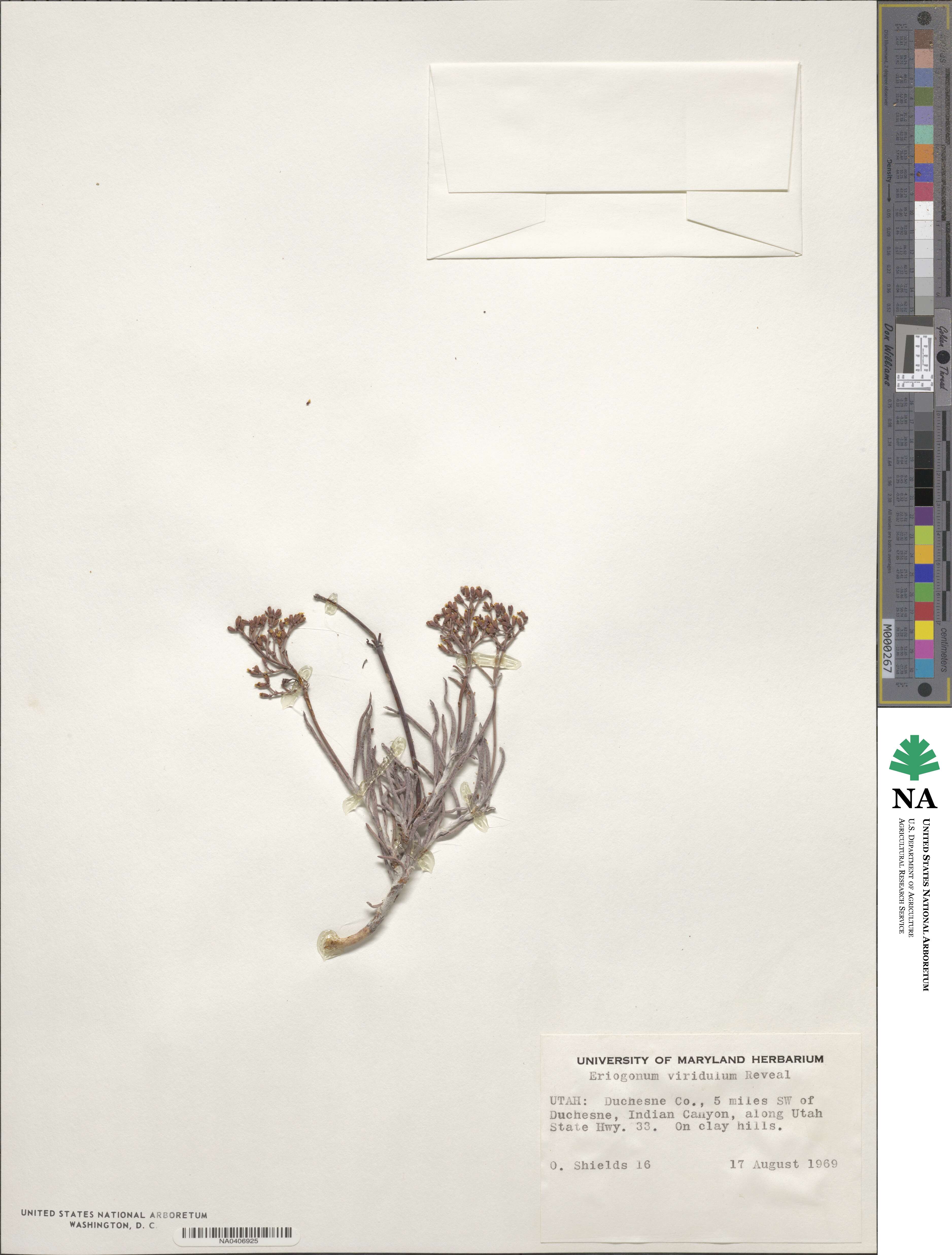 Eriogonum viridulum image