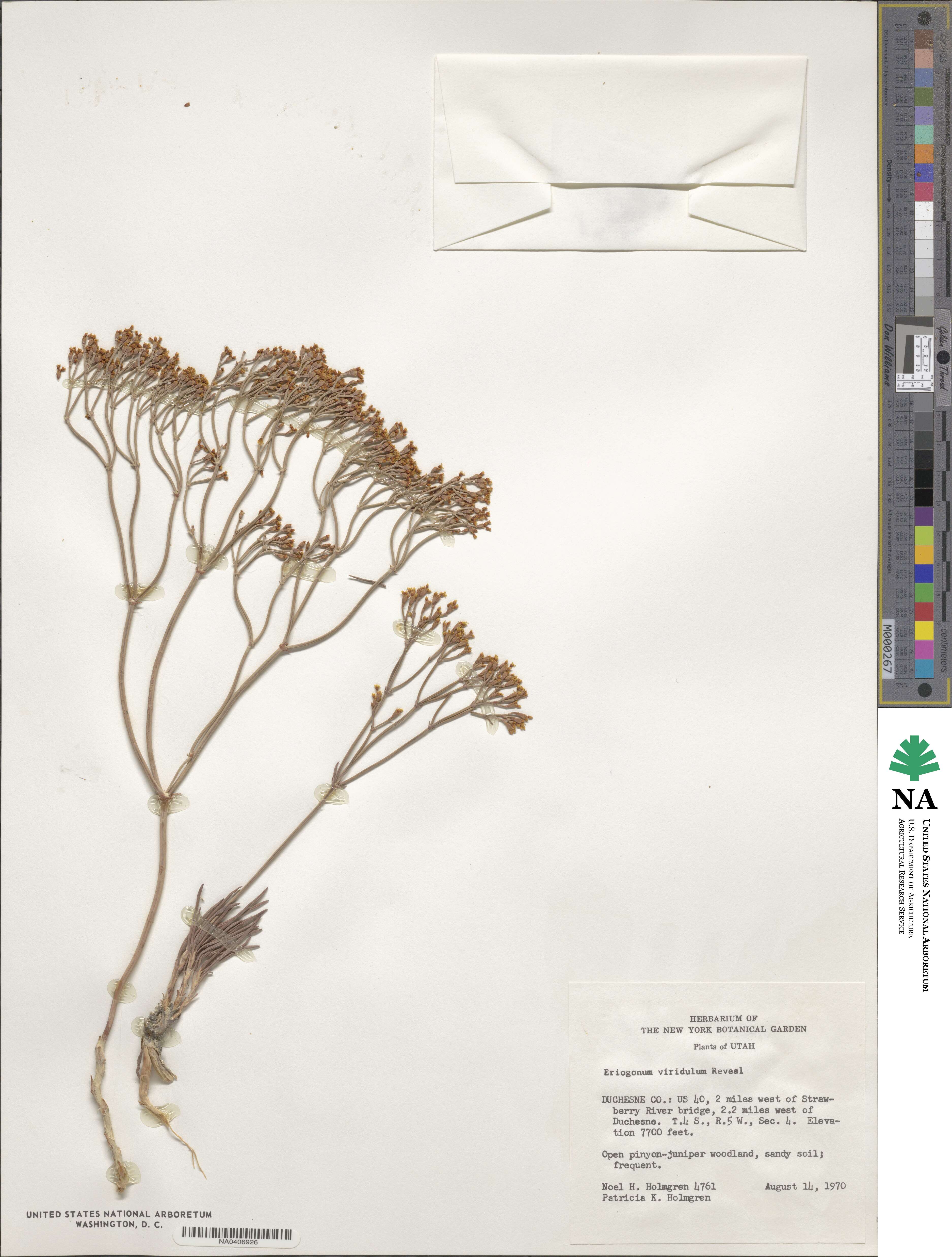 Eriogonum viridulum image