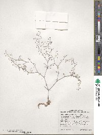 Eriogonum watsonii image