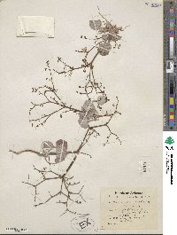 Eriogonum watsonii image