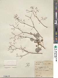 Eriogonum watsonii image