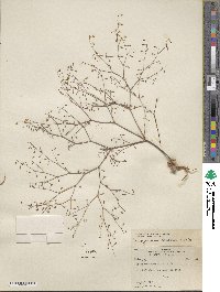 Eriogonum watsonii image