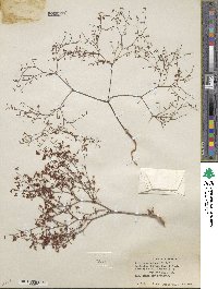 Eriogonum watsonii image