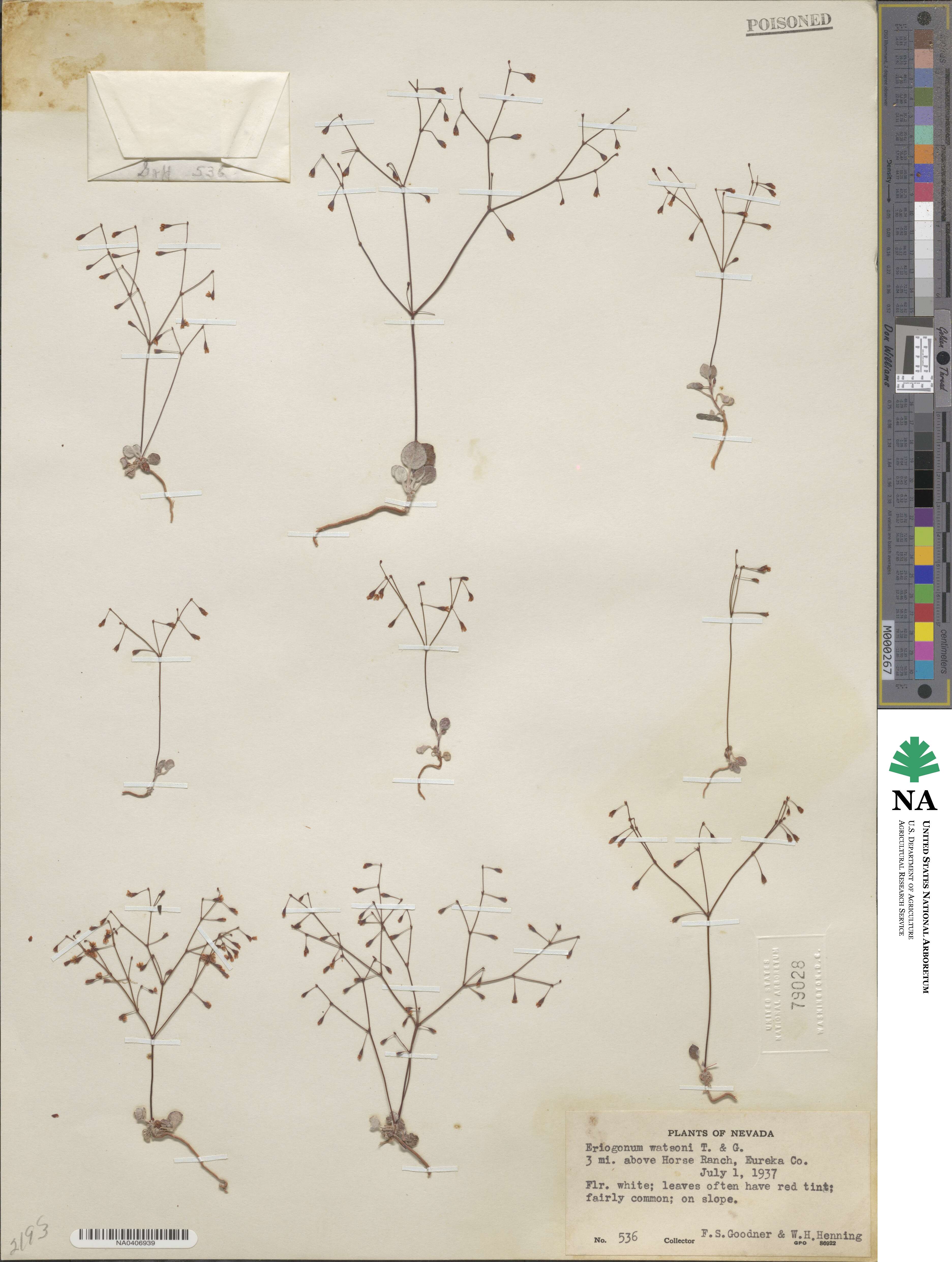 Eriogonum watsonii image