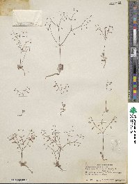 Eriogonum watsonii image