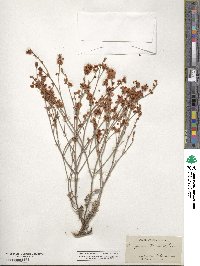 Eriogonum wrightii image