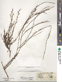 Eriogonum wrightii image