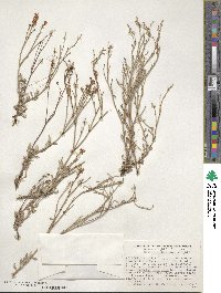 Eriogonum wrightii image