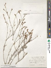 Eriogonum wrightii image