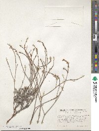 Eriogonum wrightii image