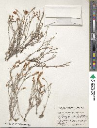 Eriogonum wrightii image
