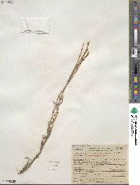 Eriogonum wrightii image