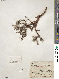Eriogonum wrightii image