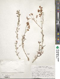 Eriogonum wrightii image