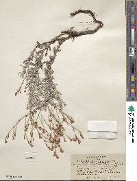 Eriogonum wrightii image