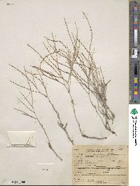 Eriogonum wrightii image