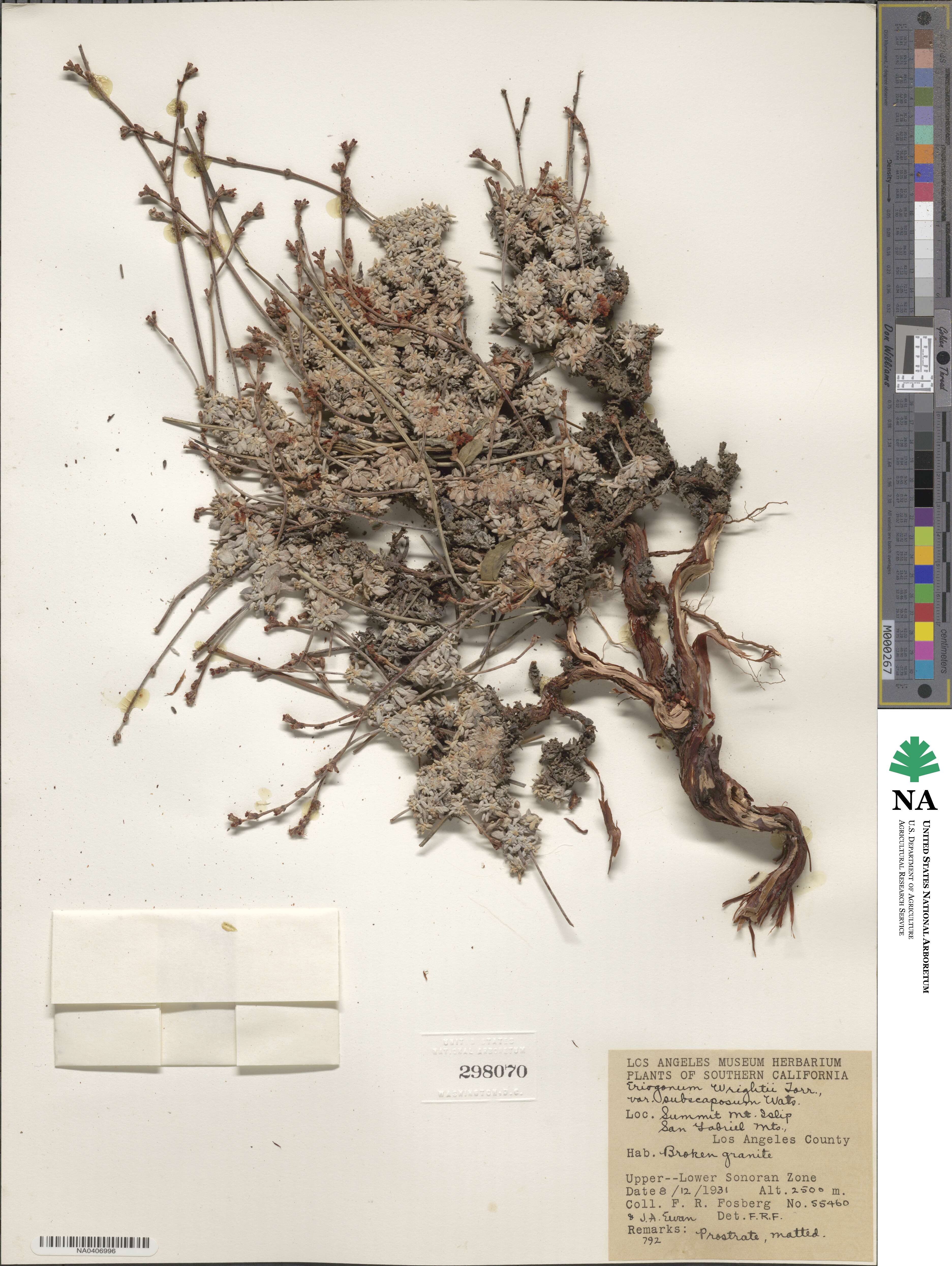 Eriogonum wrightii var. subscaposum image