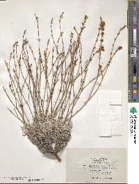 Eriogonum wrightii var. trachygonum image