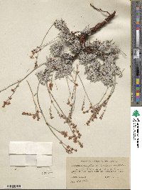 Eriogonum wrightii var. trachygonum image