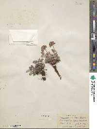 Eriogonum arcuatum image