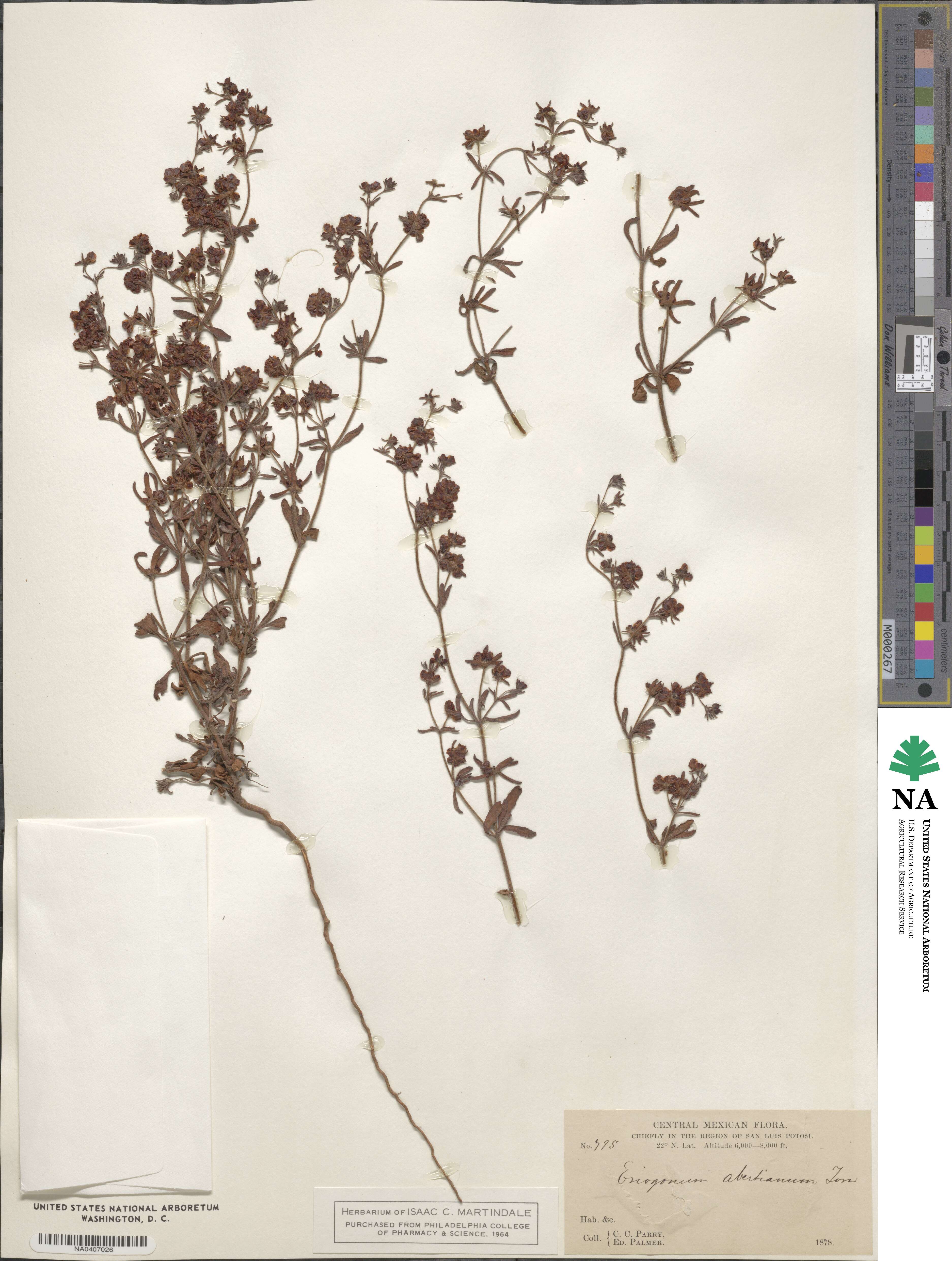 Eriogonum abertianum image