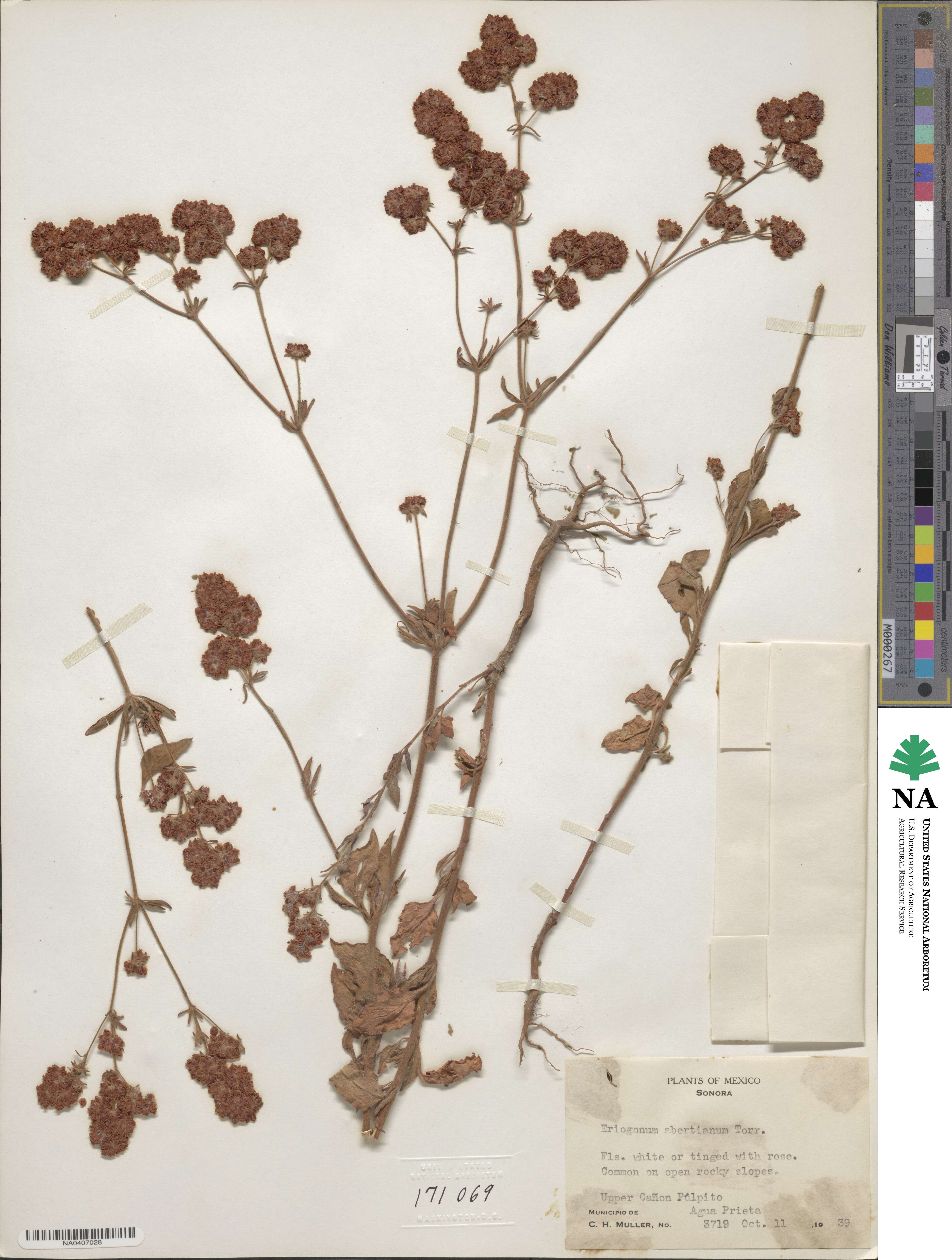 Eriogonum abertianum image