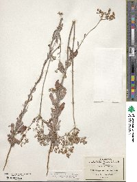 Eriogonum annuum image