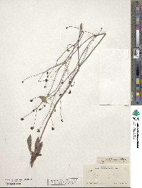Eriogonum atrorubens image