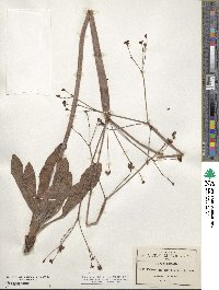 Eriogonum atrorubens image