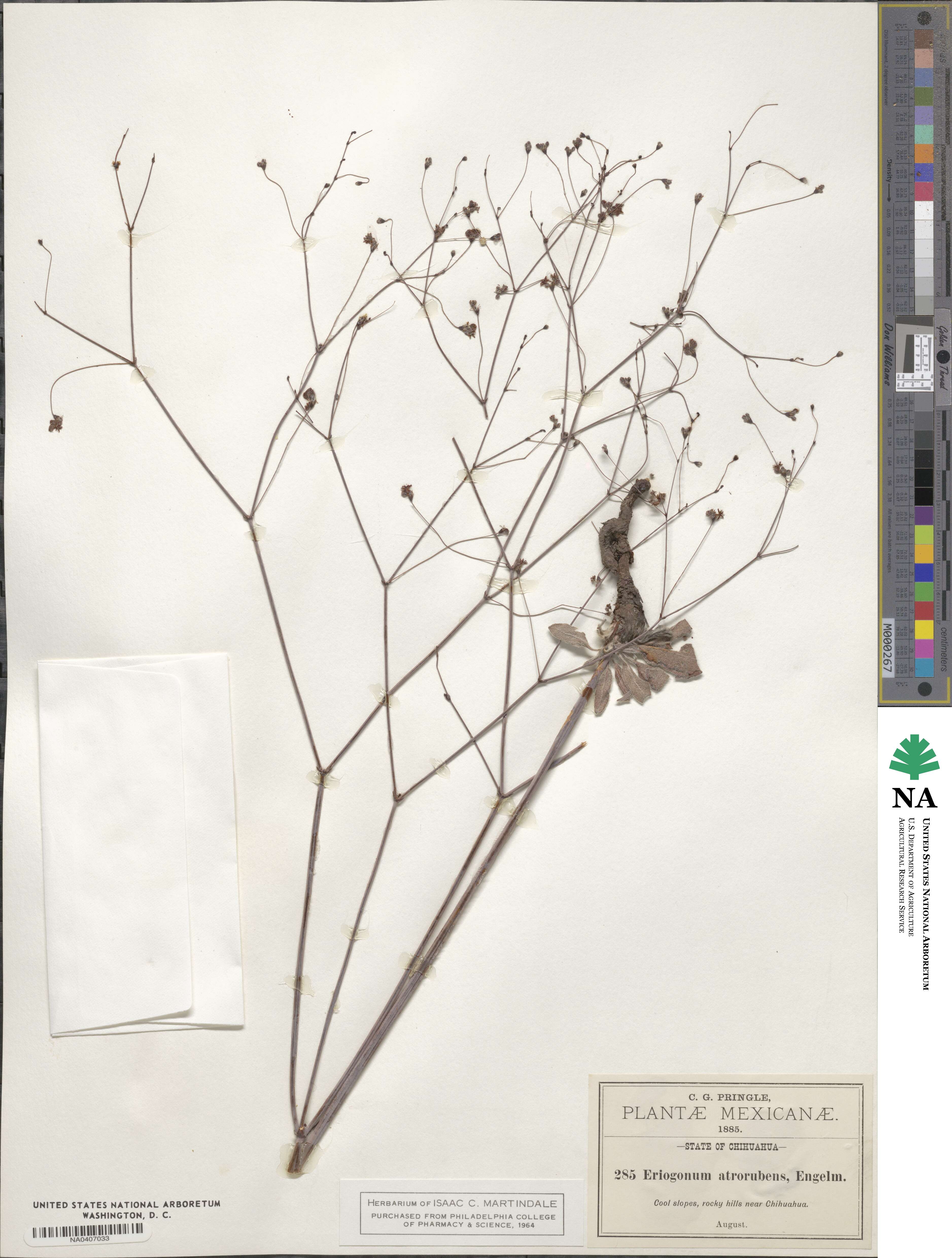 Eriogonum image