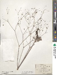 Eriogonum atrorubens image