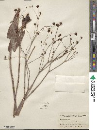 Eriogonum atrorubens image