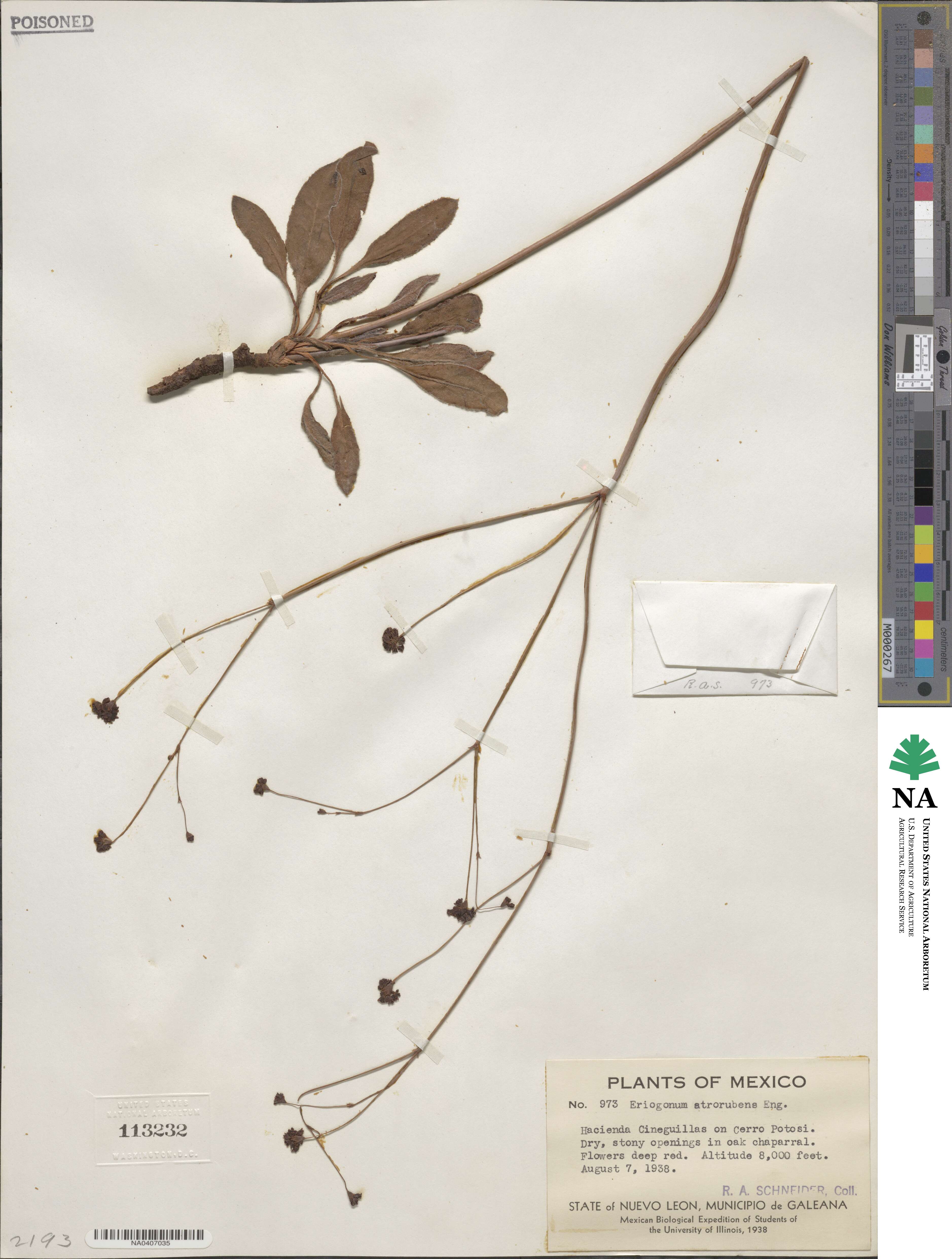 Eriogonum atrorubens image