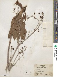 Eriogonum atrorubens image