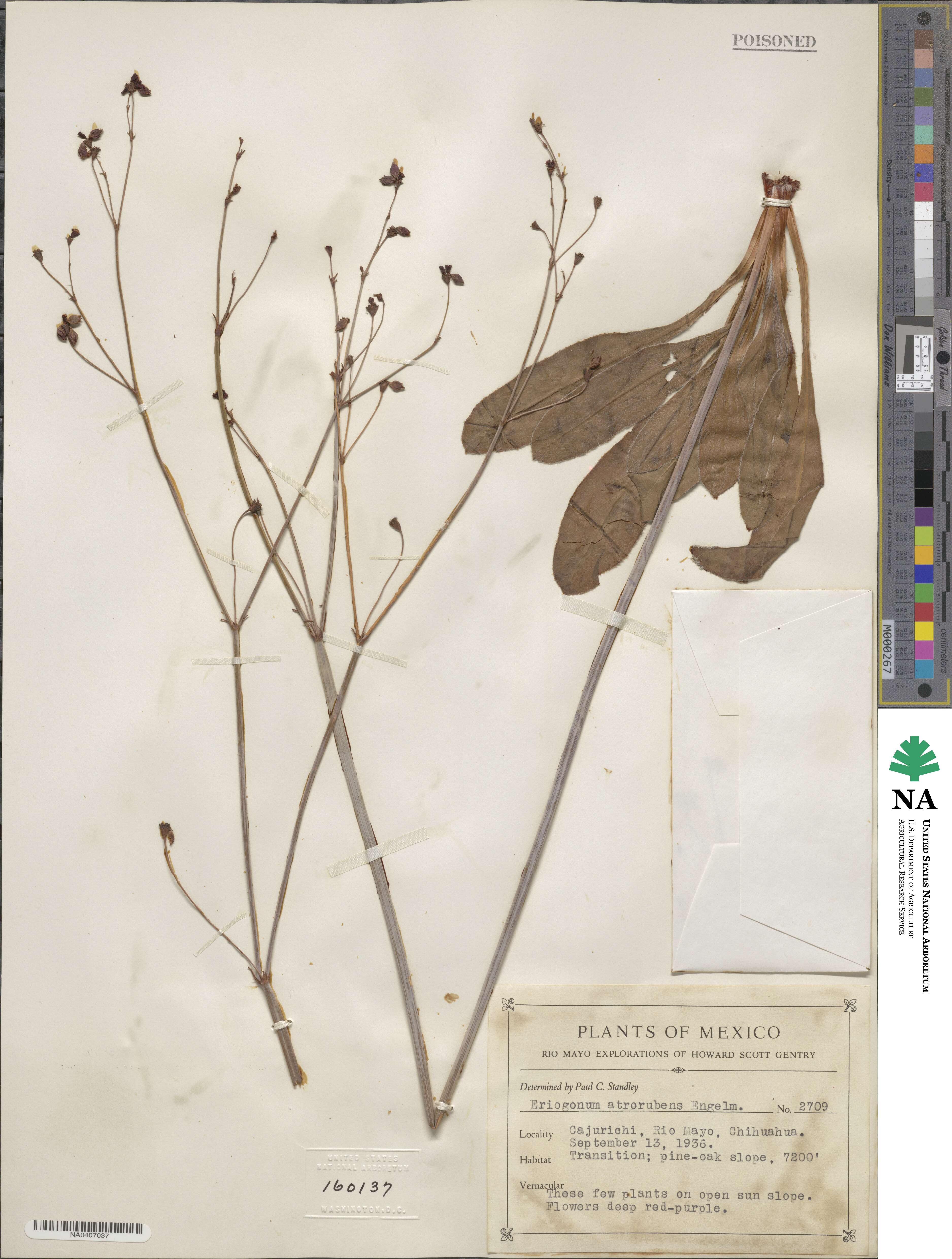 Eriogonum atrorubens image
