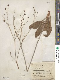 Eriogonum atrorubens image