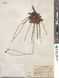 Eriogonum atrorubens image
