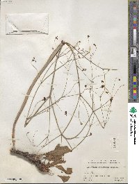 Eriogonum atrorubens image