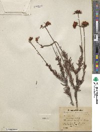 Eriogonum fasciculatum image