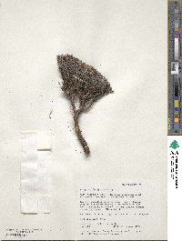 Image of Eriogonum fastigiatum