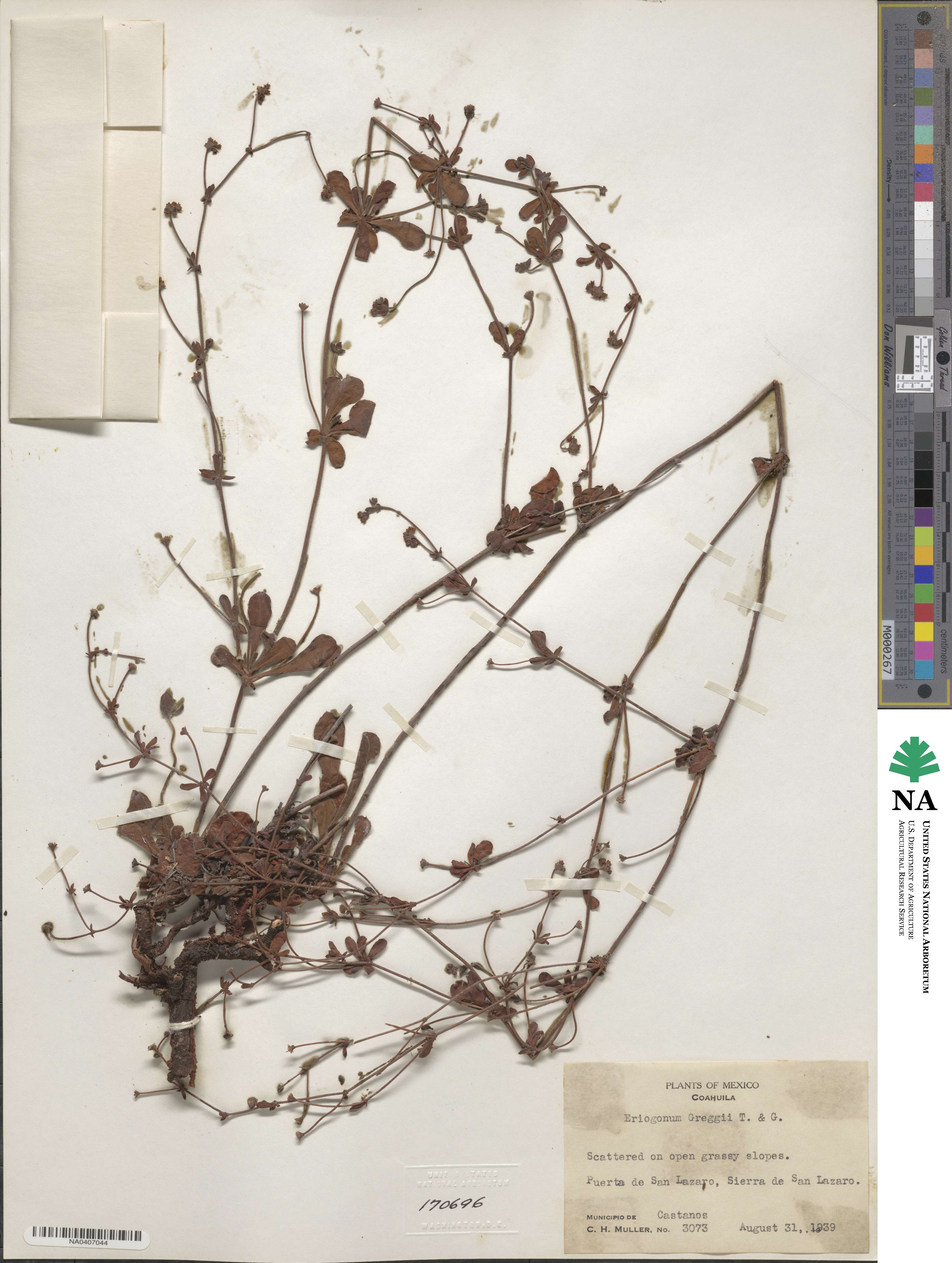 Eriogonum greggii image
