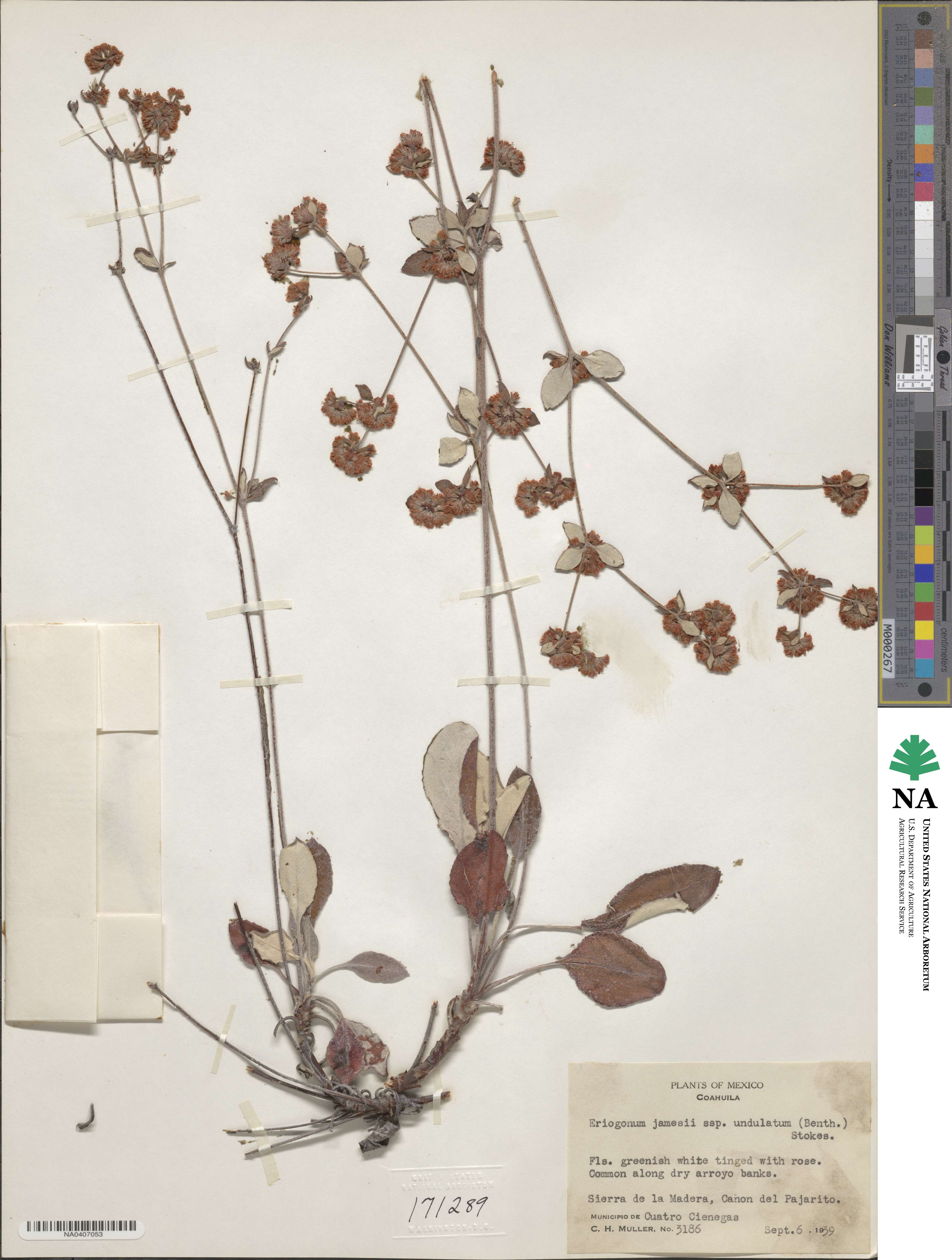 Eriogonum jamesii var. undulatum image