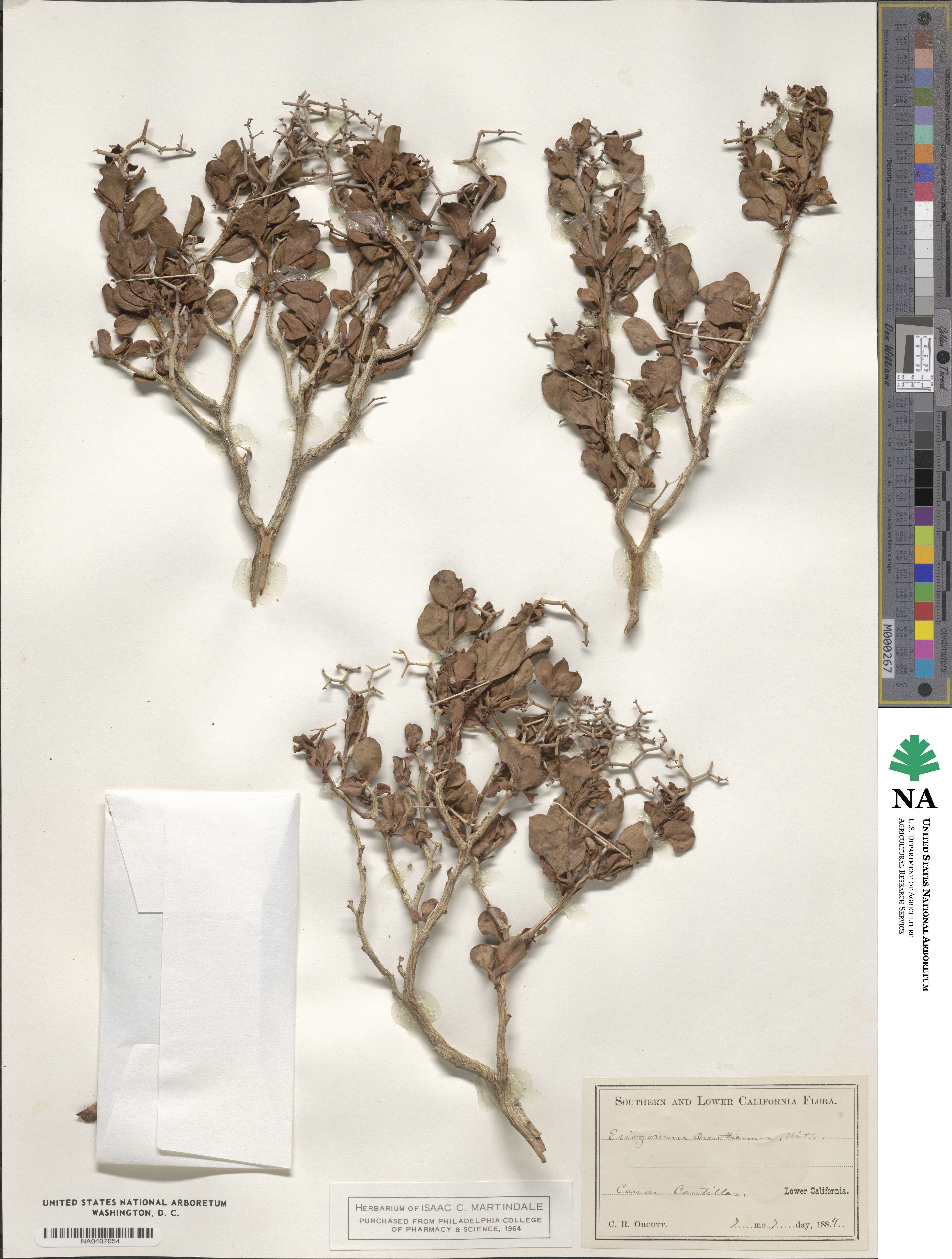 Eriogonum orcuttianum image