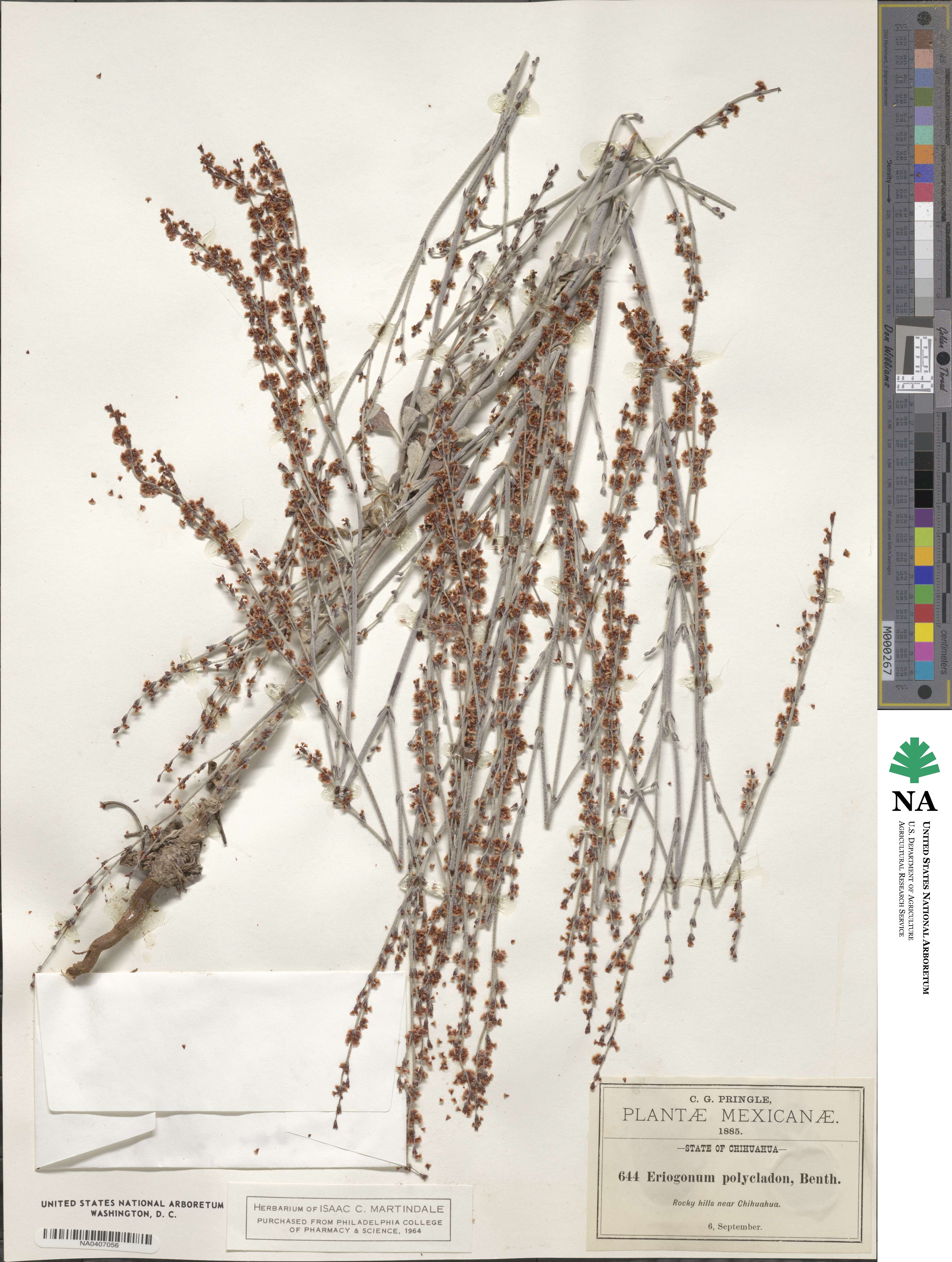 Eriogonum polycladon image