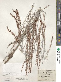 Eriogonum polycladon image