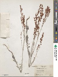 Eriogonum polycladon image