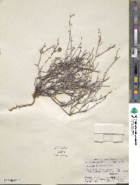 Eriogonum rotundifolium image