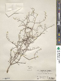 Eriogonum rotundifolium image